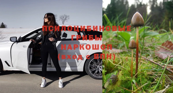 PSILOCYBIN Алзамай